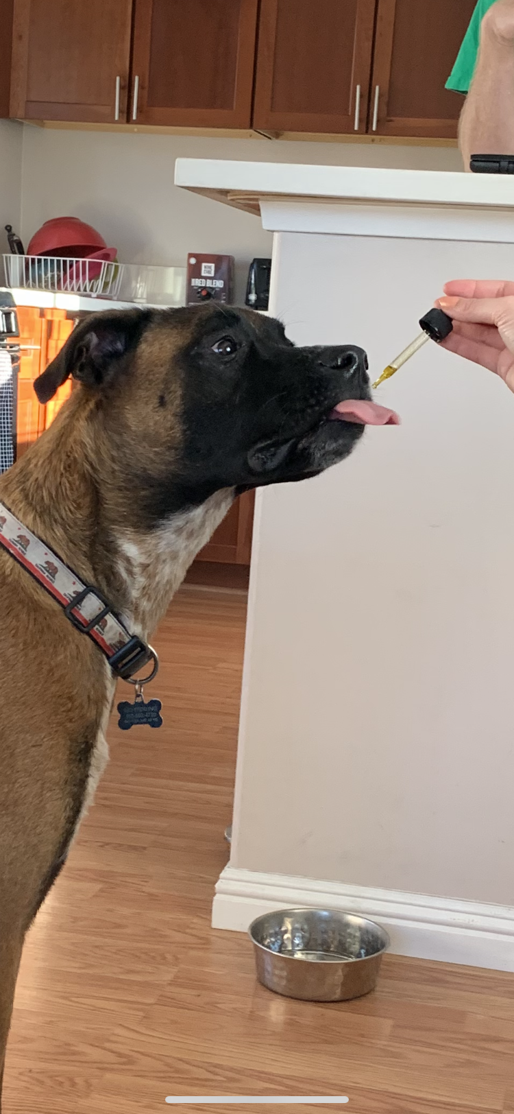 Golden Hills CBD for dogs and cats
