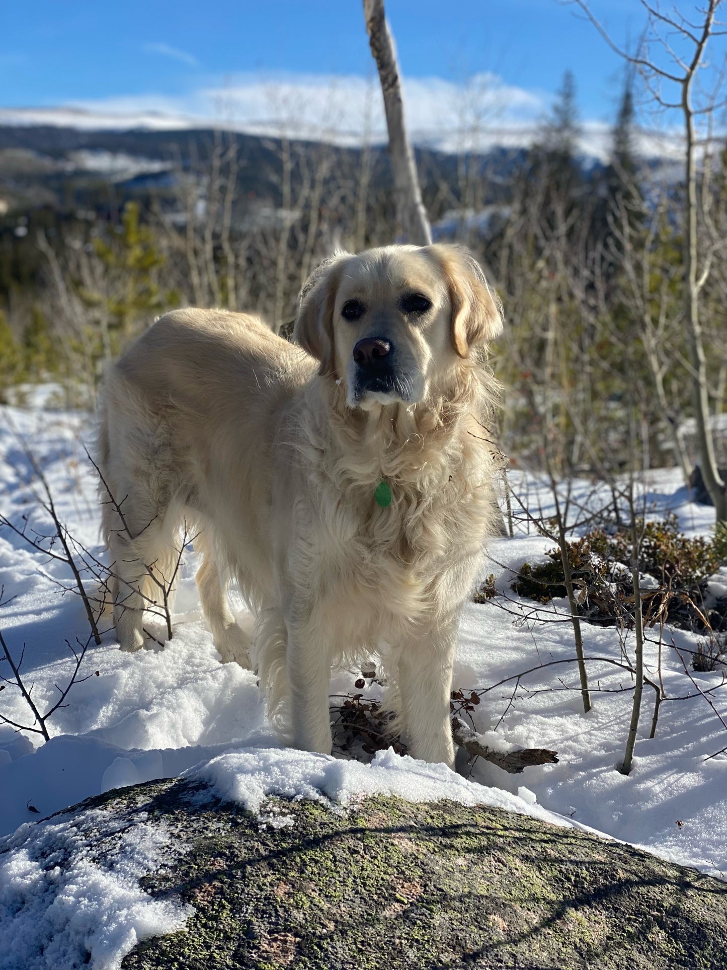 Golden Hills CBD for dogs and cats